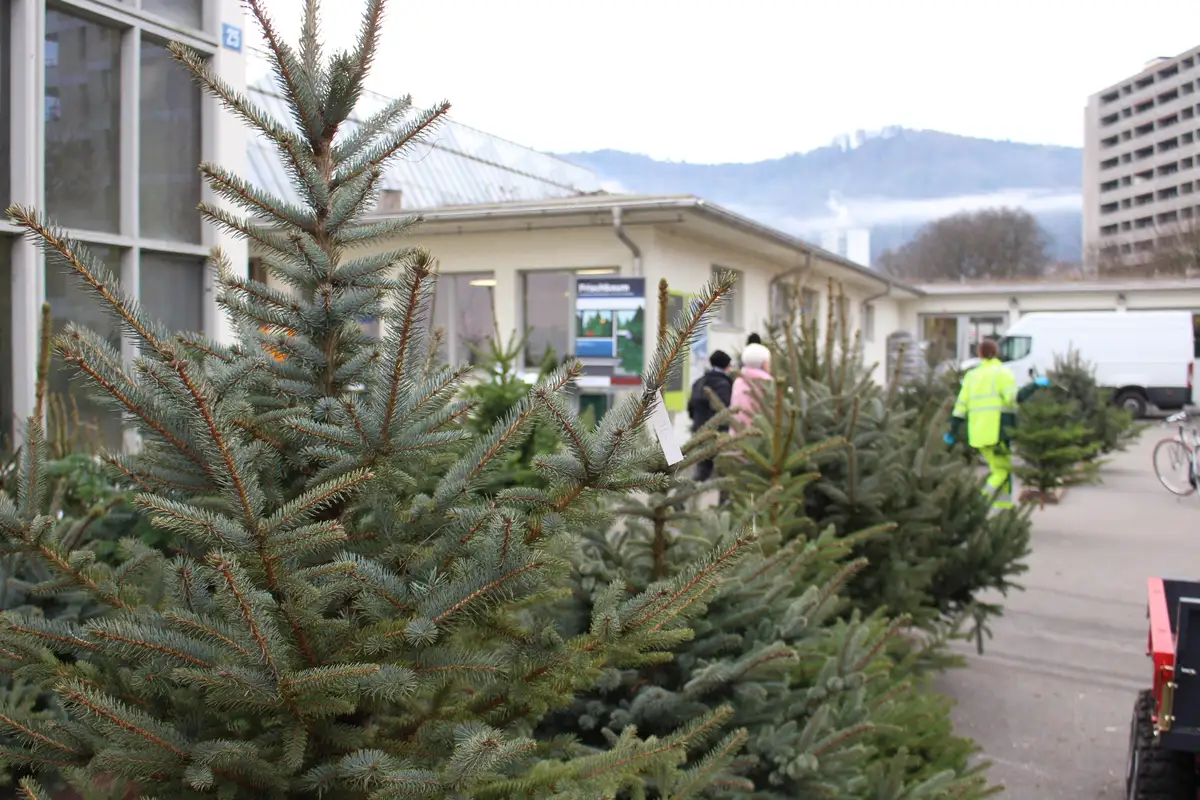 -Viele-wollen-nicht-auf-den-Baum-verzichten-Zu-Besuch-in-der-Stadtg-rtnerei